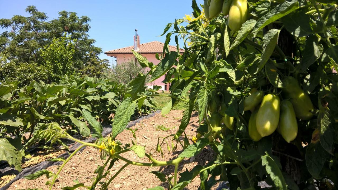 B&B Macchia D'Olmo Capaccio Extérieur photo